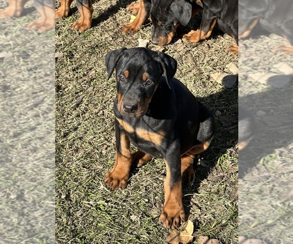 Medium Photo #1 Doberman Pinscher Puppy For Sale in QUINLAN, TX, USA
