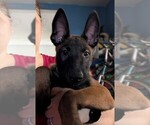 Litter of 6 - Male(s) and Female(s) Belgian MalinoisLitter of Puppies for Sale - Photo #2
