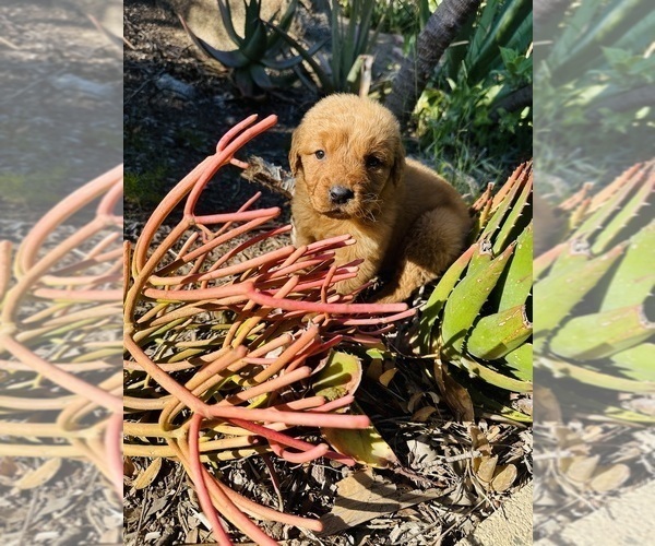 Medium Photo #6 Golden Retriever Puppy For Sale in BEVERLY HILLS, CA, USA