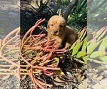 Small #5 Golden Retriever