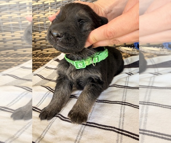 Medium Photo #16 German Shepherd Dog Puppy For Sale in ZANESVILLE, OH, USA