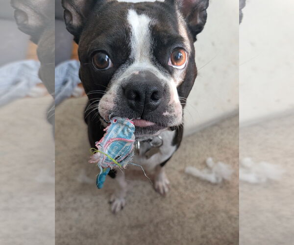 Medium Photo #4 Boston Terrier Puppy For Sale in Monkton, MD, USA