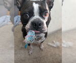 Small #3 Boston Terrier