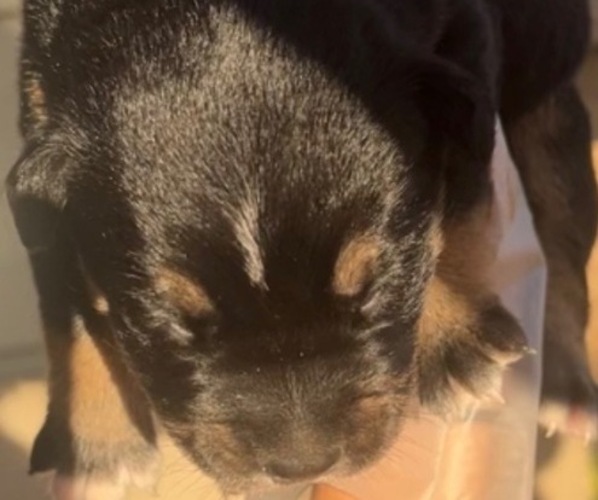 Medium Photo #6 Cane Corso-Siberian Husky Mix Puppy For Sale in SPARTANBURG, SC, USA