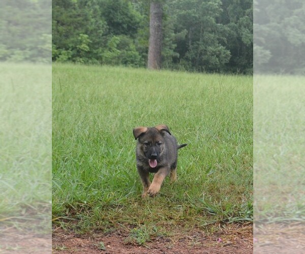 Medium Photo #24 German Shepherd Dog Puppy For Sale in POWDER SPRINGS, GA, USA