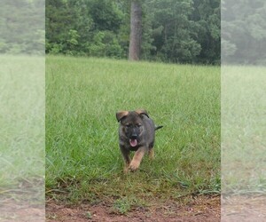 Medium German Shepherd Dog