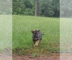 Puppy 5 German Shepherd Dog