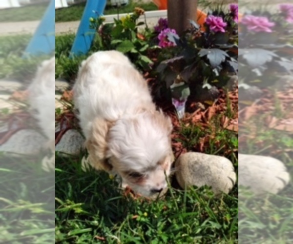 Medium Photo #3 Cavachon Puppy For Sale in SCOTTVILLE, MI, USA