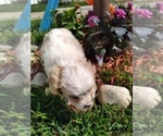 Small Photo #3 Cavachon Puppy For Sale in SCOTTVILLE, MI, USA