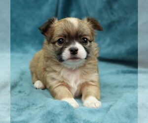 Chihuahua Puppy for sale in MUSKOGEE, OK, USA