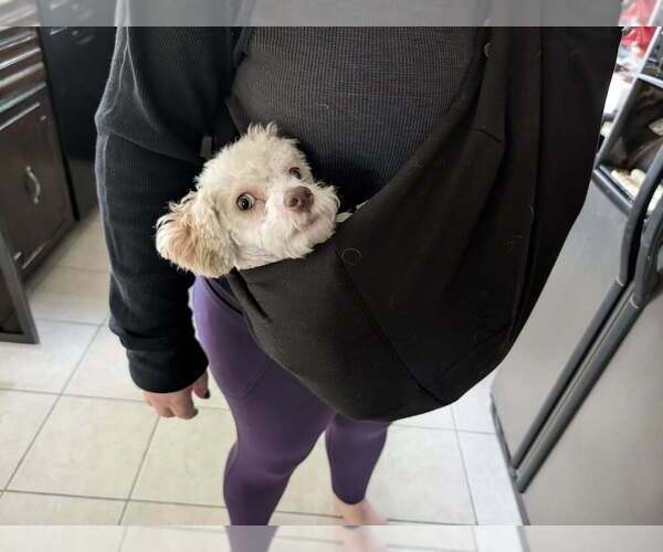 Medium Photo #4 Poodle (Miniature)-Unknown Mix Puppy For Sale in Plymouth, MN, USA