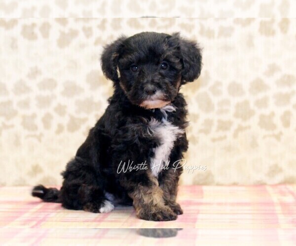 Medium Photo #1 Schnoodle (Miniature) Puppy For Sale in DENVER, PA, USA