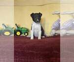Small Mutt