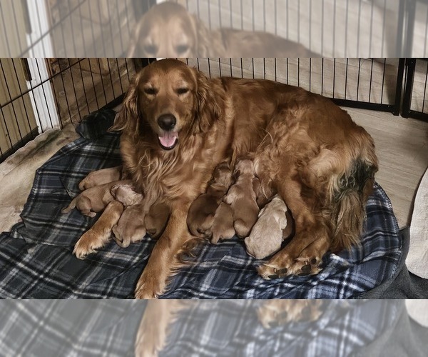 Medium Photo #1 Golden Retriever Puppy For Sale in CUMMING, GA, USA