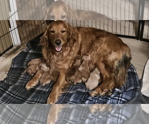 Golden Retriever Puppy for sale in CUMMING, GA, USA