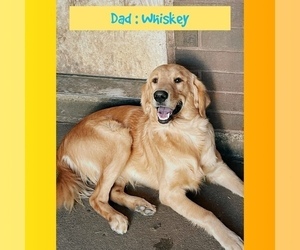 Father of the Golden Retriever puppies born on 12/10/2025