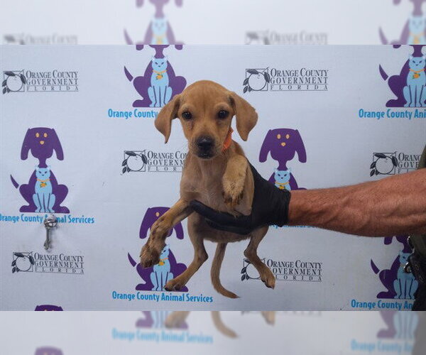Medium Photo #1 Chihuahua-Unknown Mix Puppy For Sale in Orlando, FL, USA