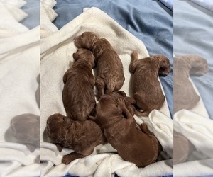 Goldendoodle Litter for sale in MIRA LOMA, CA, USA