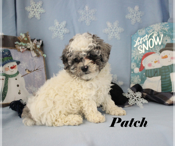 Medium Photo #20 Poodle (Toy) Puppy For Sale in CHANUTE, KS, USA