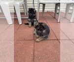 Small Photo #1 German Shepherd Dog Puppy For Sale in MACHESNEY PARK, IL, USA