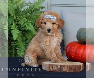 Golden Mountain Doodle Puppy for sale in NARVON, PA, USA