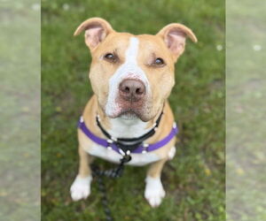 American Pit Bull Terrier-Unknown Mix Dogs for adoption in Boonton, NJ, USA