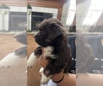 Small Photo #9 Havanese Puppy For Sale in MISHAWAKA, IN, USA