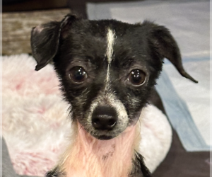 Chihuahua Dogs for adoption in San Ramon, CA, USA
