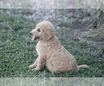 Small Photo #1 Goldendoodle Puppy For Sale in MEMPHIS, MO, USA