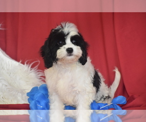 Cavachon Puppy for sale in ELDORADO, OH, USA