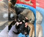 Small Photo #2 German Shepherd Dog Puppy For Sale in HARVEY, MI, USA