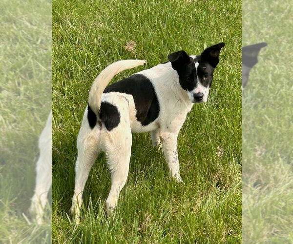 Medium Photo #3 Border Collie-Jack Russell Terrier Mix Puppy For Sale in Aurora, IN, USA
