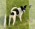 Small #2 Border Collie-Jack Russell Terrier Mix