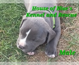 American Pit Bull Terrier Puppy for sale in DELAWARE, OH, USA