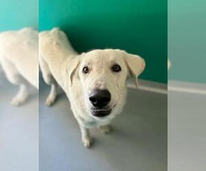 Great Pyrenees-Unknown Mix Dogs for adoption in Visalia, CA, USA