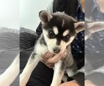 Puppy Puppy 2 Alaskan Klee Kai