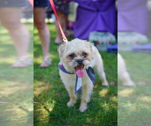 Shiffon Dogs for adoption in Oak Bluffs, MA, USA