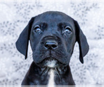 Small #1 Great Dane