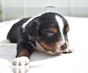 Miniature Australian Shepherd Puppy for sale in PALM COAST, FL, USA