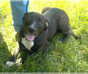 260964  Kayla - Female American Pit Bull Terrier-Unknown Mix Dog for Adoption - Photo #2