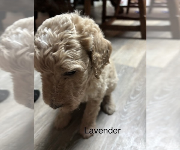 Medium Photo #1 Goldendoodle Puppy For Sale in PORT LEYDEN, NY, USA