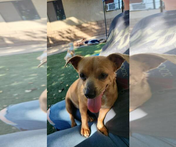 Medium Photo #3 Chihuahua-Unknown Mix Puppy For Sale in La Verne, CA, USA