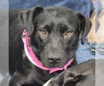 Small #2 Labrador Retriever Mix