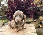 Small #3 Dachshund