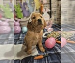 Small Photo #18 Golden Retriever Puppy For Sale in CUMMING, GA, USA
