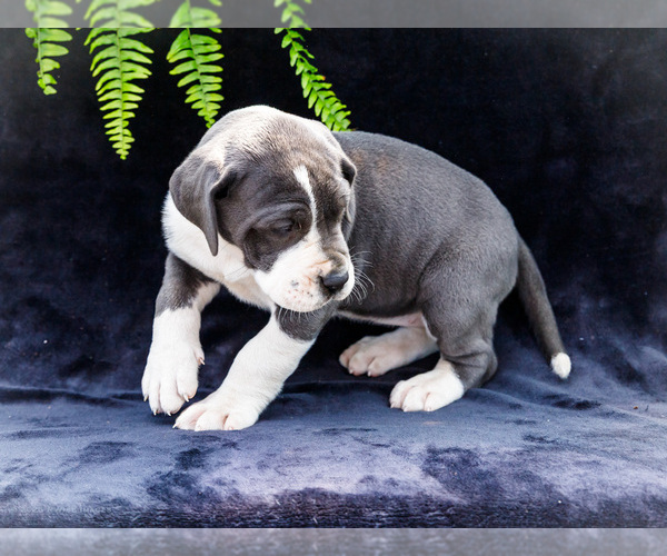 Medium Photo #13 Great Dane Puppy For Sale in WAKARUSA, IN, USA