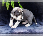 Small #12 Great Dane