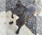 Small American Staffordshire Terrier