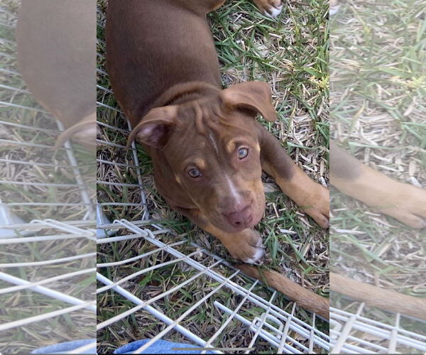 Medium Photo #1 American Pit Bull Terrier-Unknown Mix Puppy For Sale in miami, FL, USA