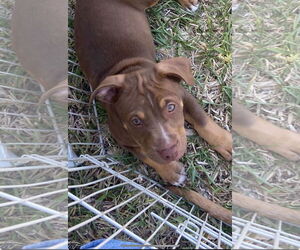 American Pit Bull Terrier-Unknown Mix Dogs for adoption in miami, FL, USA